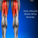 How a Bicycle Works What Muscles