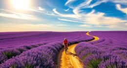 lavender fields cycling adventure